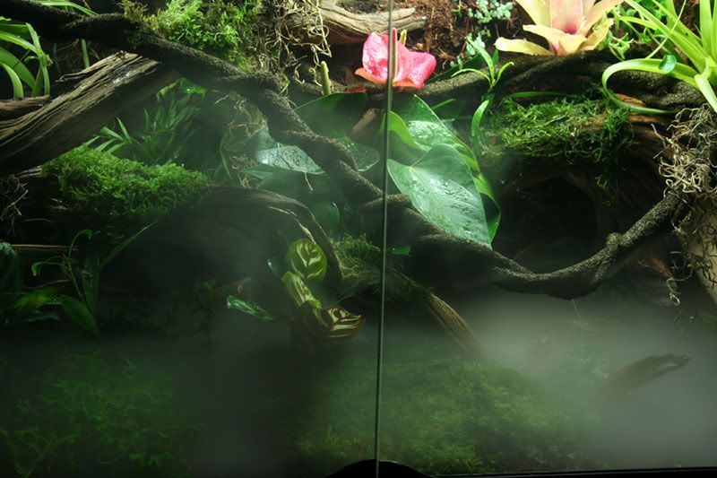 My FIRST build log. Exo Terra 36 X 18 X 24 Dendroboard